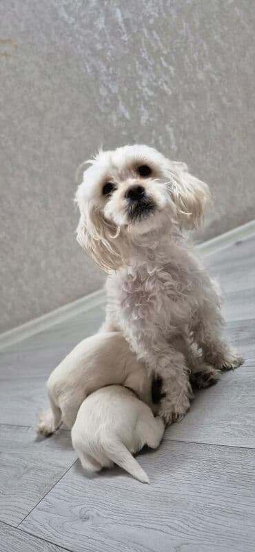 Subaru: Ev itidir ANA BALA Satılır 2 sidə bala 1 aylıqdı 150 azn . ana 250 azn — 2