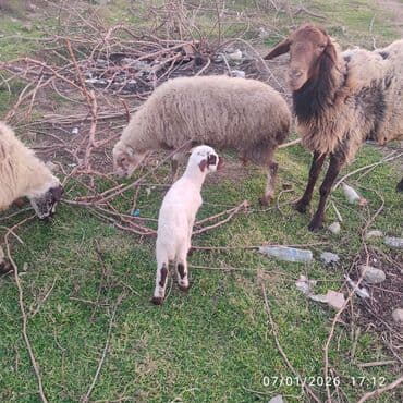 Qazlar: Ana bala. bala disidi 2 hefdelikdi sağlam heyvanlar dir — 3