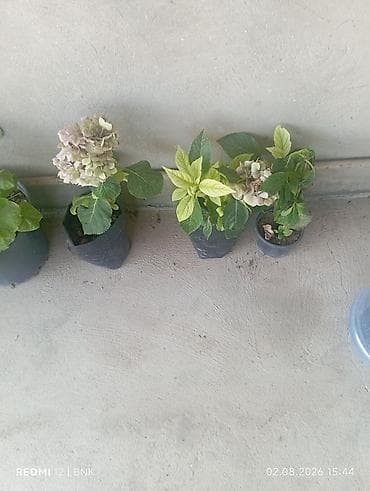 Hortensiya (Hydrangea) şitilləri – qara polietilen torbalarda, köklü