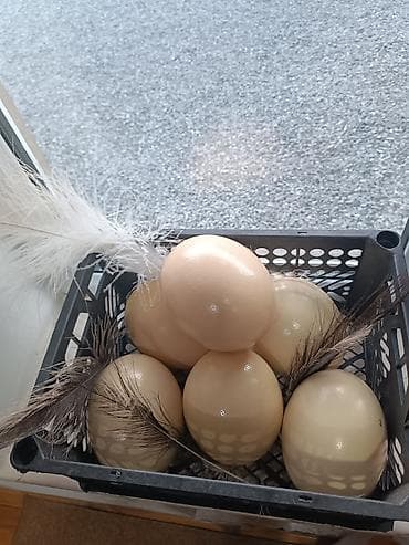 broyler yumurta: Məhsul: Təbii dəvəquşu yumurtaları Xüsusiyyətlər: - Böyük ölçü: hər — 1