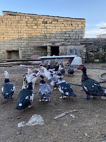 qus yuvalari: Lal ördəklər tam sağlar cavandılar 1 ilin fərələridi, 7 8 aylıqlarda — 7