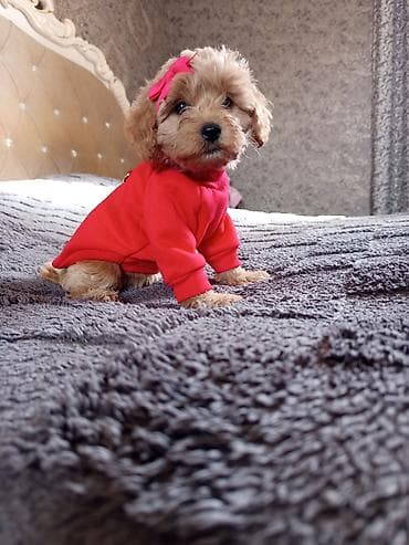 xaski itləri: Pudel, 2 ay, Dişi — 7