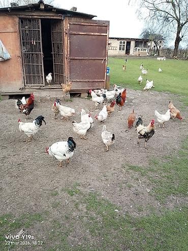 Akvariumlar: Toyuq, Damazlıq, Ünvandan götürmə, Ödənişli çatdırılma — 4