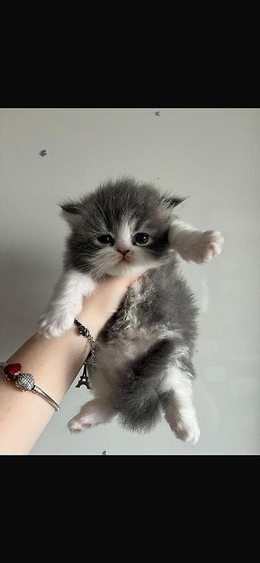 pişim: İncə xəzli, iri gözlü balaca pişik balaları - Cins: (uzun xəzli — 3