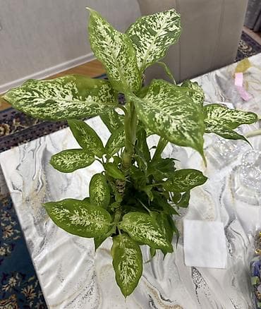 diffenbaxiya bitkisi haqqinda melumat: Dieffenbachia (ağ xallı tropik otaq bitkisi) - Növ: Dieffenbachia — 7