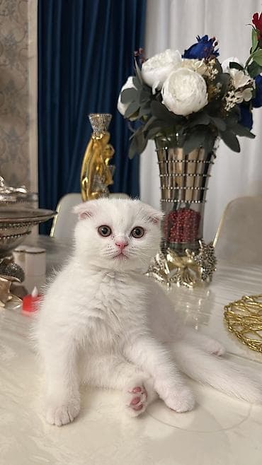 K/t heyvanları və malları: Şotland — 1