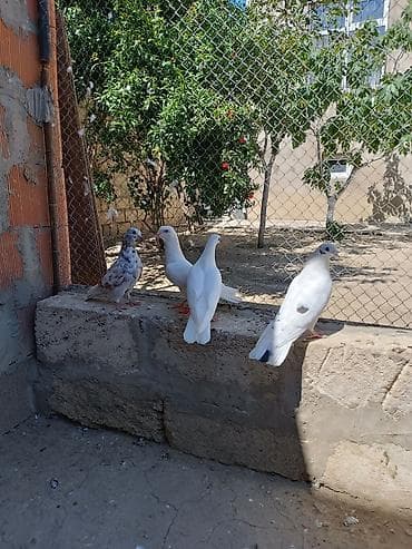 quş şekilleri: İki cüt quşdu normal uçan cavan quşlardı. Əlavə sözü olan zəng edə və — 2