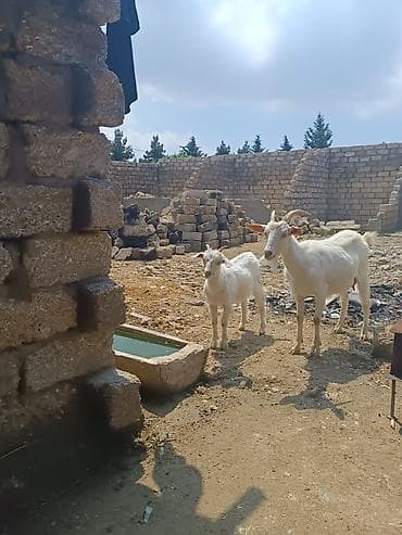 çəpişlər: Ağ rəngli yerli keçi ana-balası dəsti Məhsul təsviri: - 1 dişi ana — 3
