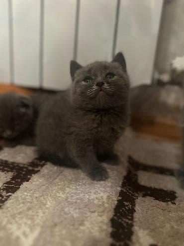 Britan, Pulsuz çatdırılma