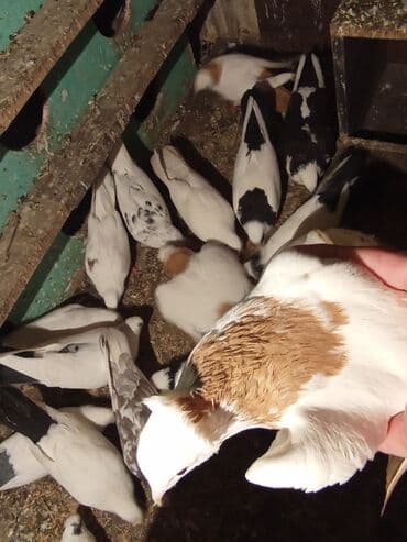 ucuz göyərçinlər: Qırmızı boyun qırmızı quyruq 2 eded ikisidə qızğın erkek,Sarı boyun — 9