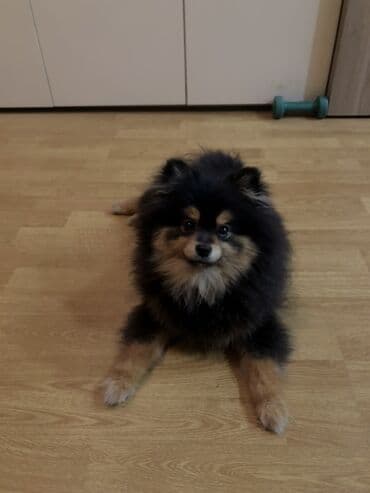 Gəmiricilər: Şpitz, Erkek — 1