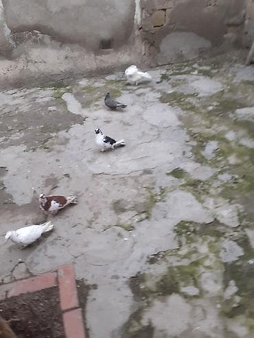 heşterxan quşu: 7dene gusdur biri 3 azn cilde var — 3