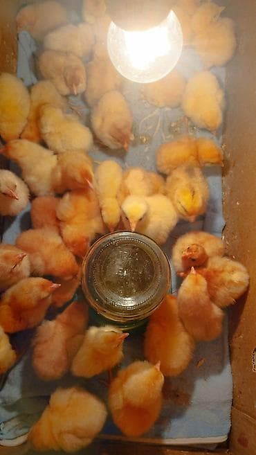 Orginal lohmann braun cucesi və mayali yumurtasi satilir . Tam