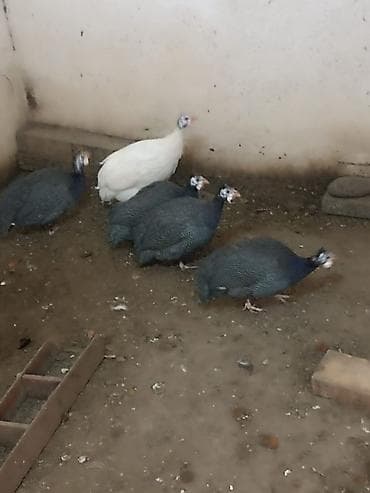 İçkilər: Firəng quslarıdı 4 fərədi 1 xoruz hamsın alana qiymətdə razılasmağ — 2