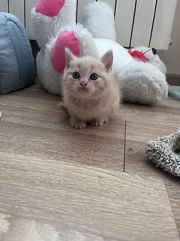 Pişiklər: Yaxşı əllərə — 5