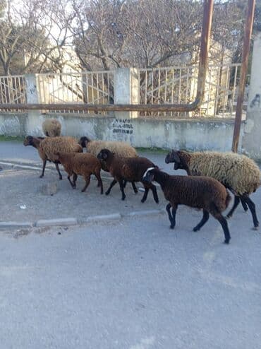 Аквариумы: Qoyun sürüsü – yerli ətlik/yunlu istiqamət - Şəkillərdə müxtəlif — 4