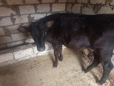 balaca cins itler: Qara rəngli dana - Növ: iribuynuzlu heyvan, qara rəngli dana - Toxum — 1