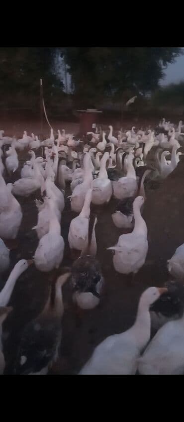 ozturkler qaz: Dişi, Damazlıq — 5