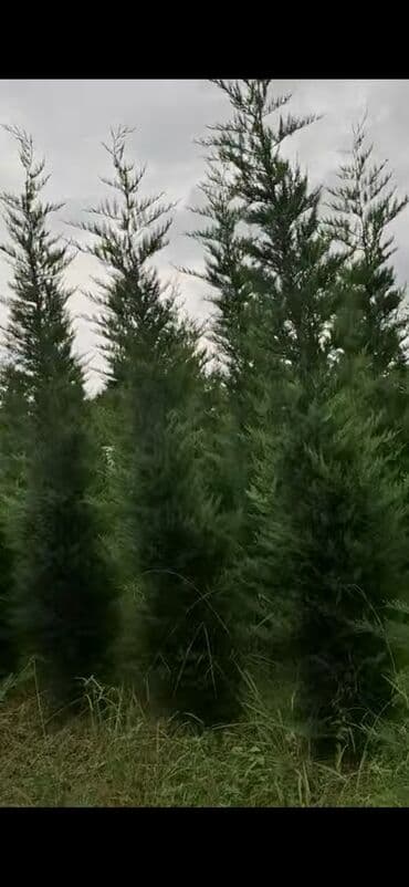 elektrik bağ qayçısı: Leylandi (Leyland Cypress) turk. 4.4 metr olan ağaclar - Hündür, sıx — 1