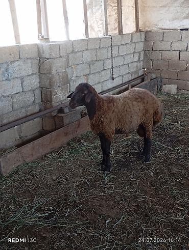 Qala qocu super qocdu 1 ilikdir super qoyun surmeyi var 70 kiloya — 2