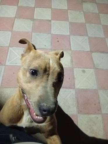 Pitbull it 6 aylıqdır dişidir tualet mədəniyəti ev yemekləri yeyir — 3