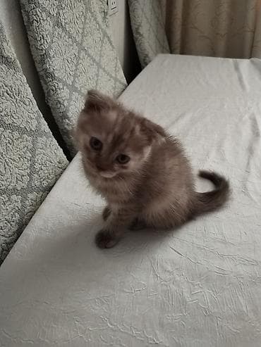 sort pişiklər: Şotland yastı qulaq — 1