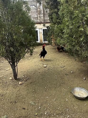 kənd çolpaları: -heyrati Məhsul: Qara rəngli, uzunboyun, qırmızı daraqlı xoruz — 1