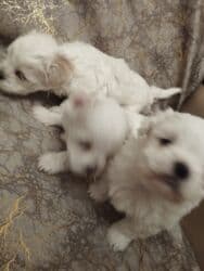 şotland pişik balası: Malta bolonka, 1 ay, Dişi — 1