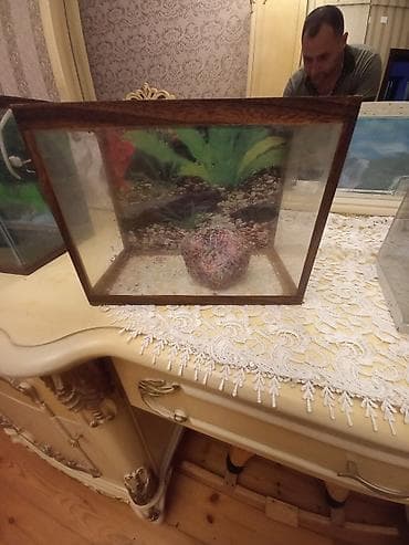 akvarium satilir: Akvaryum – şüşə divarlı, taxta çərçivəli model. - Yakışıq ölçülü — 1