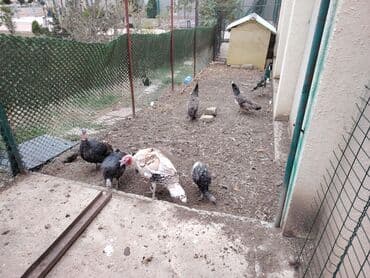 hinduşqa yumurtası: Dişi, Damazlıq, Ödənişli çatdırılma — 4