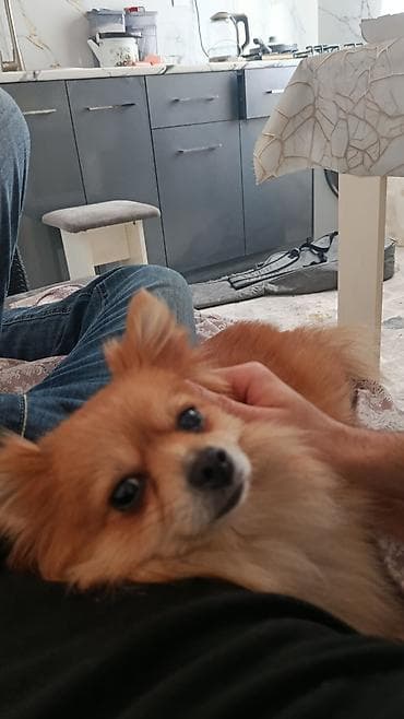 Собаки: Шпиц — 1