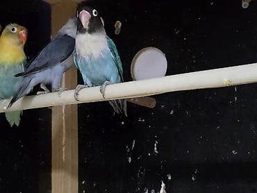 sultan quşu: Məhsul: Sevgili quşlar – Fischer/Maskalı agapornis cütü (lovebird) — 3