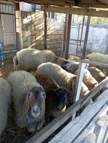 cins inekler: Satlıq qoyun sürüsü - Şəkillərdə görünən ana qoyunlar və quzular bir — 4