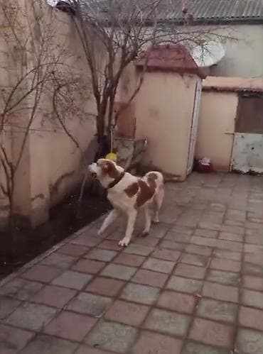 it sahiblənmək: Alabay, 1 il, Erkek, Peyvəndli, Ünvandan götürmə — 4