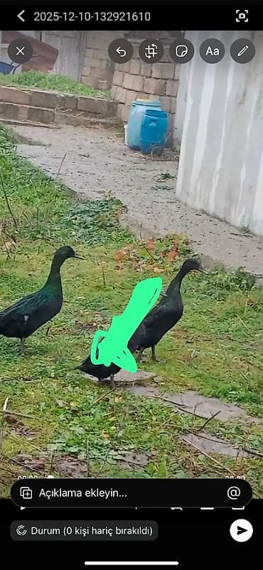 dəvə quşu satışı: Pinqivinlər satılır cütdülər yumurtayırlar cütü 60 manat — 1