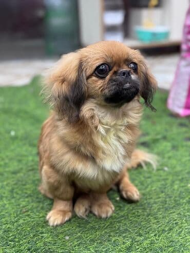 Pekines, 4 ay, Erkek, Pulsuz çatdırılma