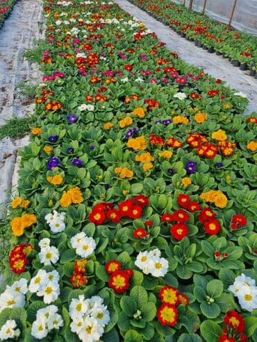 qızıl gül buketi: Gullerin satişi — 13