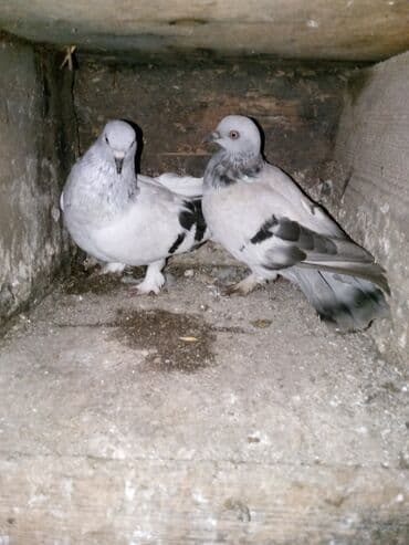 arpa bugda: Taklacı sortu - Növ: taklacı quşl-yaxşi bala verən,sağlam quşlardir - — 1