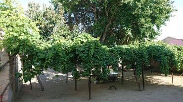 10 sot, Tikinti, Makler, Kupça (Çıxarış)