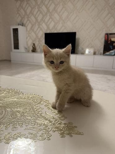 pişik şotlan: Şotland — 2