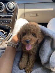 qiz it adlari: Malta bolonka, 6 ay, Dişi, Peyvəndli, Ünvandan götürmə — 1