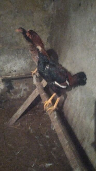 Heyvanlar üçün mallar: Məhsul: Ev quşu – xoruz Heyrati Qiymət Xoruza ayitdi Təsvir: Heyrati — 1