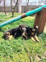 alman afçarkası satışı: Alman çoban iti, 2 ay, Peyvəndli — 4