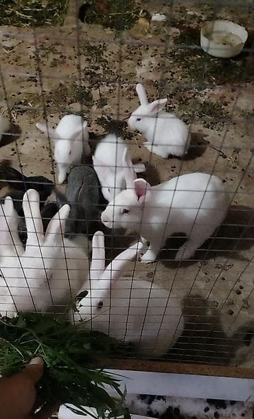Məhsul: ət yönümlü dovşanlar (ağ, boz və qara rənglərdə) at lalafo.az Məhsul: ət yönümlü dovşanlar (ağ, boz və qara rənglərdə)