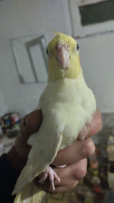 Boşqablar: Nimfa (Cockatiel) – sarı/albino ləkəli rəng - Növ: Nimfa papağanı — 5