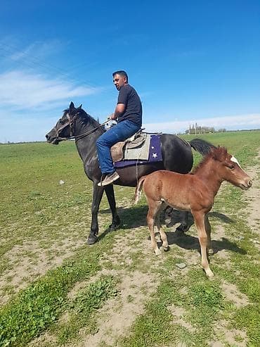 cins piwikler: Maraqlı at ana-buzağı tandemi - Qara rəngli madyan və yanında taya — 4