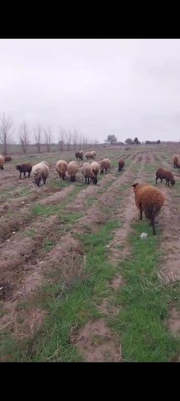 продам собаку доска объявлений sobaka: Qala qoyunlari təmiz heyvanlardi cavandilar tecili satilir pul — 2