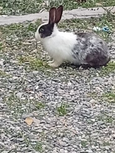 Akvariumlar: Ev dovşanlarıdır sağlamdırlar birinin rəngi ağ-boz o birisi ağ — 1