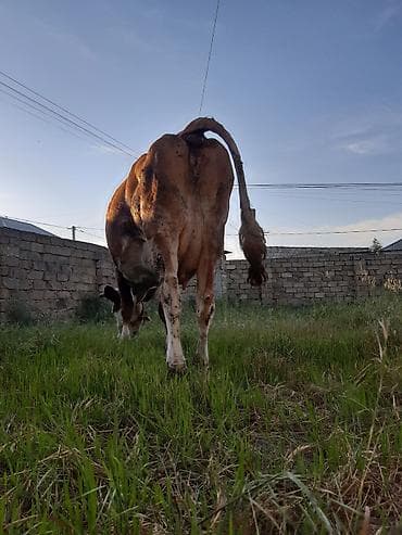 smental dana: 3 qarına simental inek teze dogub balası disidi sudu 25 litirdi oz — 4