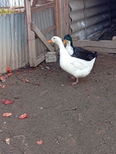 en ucuz itler: Salam,7ayliq ordeklerdi erkey feredi.hem etlik hem damazliqdi.cutu — 5